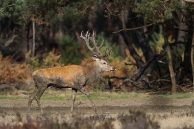 Hollanda'da Milli Park Hoge Veluwe rutting sezonunda kırmızı geyik geyik