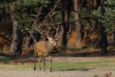 Hollanda'da Milli Park Hoge Veluwe rutting sezonunda kırmızı geyik geyik