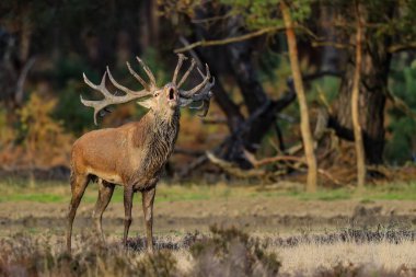Hollanda'da Milli Park Hoge Veluwe rutting sezonunda kırmızı geyik stag körükleme