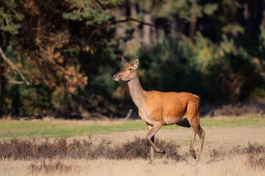 Hollanda'da Milli Park Hoge Veluwe rutting sezonunda kırmızı geyik kadın