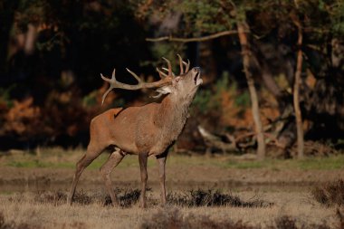 Hollanda'da Milli Park Hoge Veluwe rutting sezonunda kırmızı geyik stag körükleme