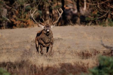 Hollanda'da Milli Park Hoge Veluwe rutting sezonunda çalışan kırmızı geyik geyik