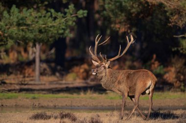 Hollanda'da Milli Park Hoge Veluwe rutting sezonunda kırmızı geyik geyik