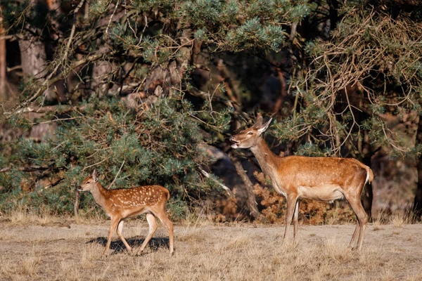 Hollanda'da Milli Park Hoge Veluwe rutting sezonunda buzağı ile kırmızı geyik kadın