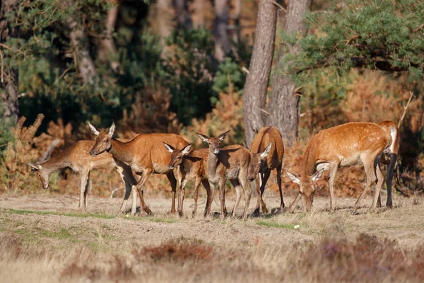 Ciervo Rojo Hembra Con Ternera Temporada Celo Parque Nacional Hoge — Foto de Stock