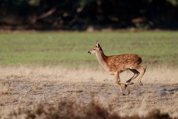 Gímszarvas Borjú Fut Mocsárak Rutting Szezonban Nemzeti Park Hoge Veluwe — Stock Fotó