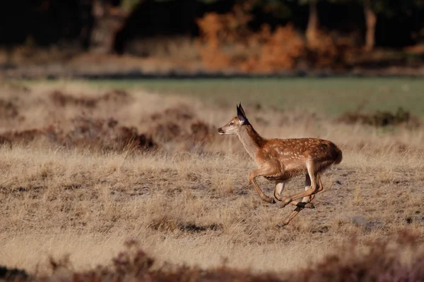 Hollanda'da Milli Park Hoge Veluwe rutting sezonunda bozkırda çalışan kırmızı geyik yavrusu