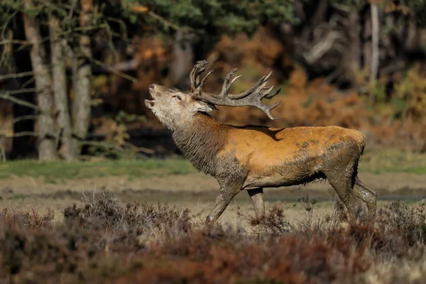 Red Deer Stag Het Verrotting Seizoen Nationaal Park Hoge Veluwe — Stockfoto