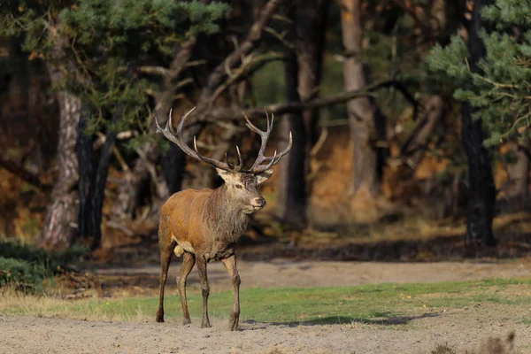 Gímszarvas Rutting Szezonban Nemzeti Park Hoge Veluwe Hollandiában — Stock Fotó