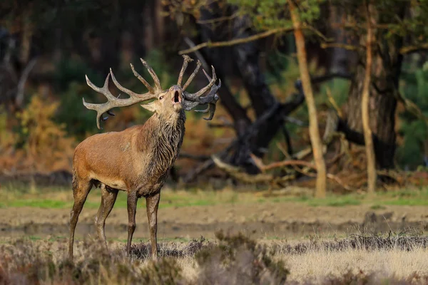 Hollanda'da Milli Park Hoge Veluwe rutting sezonunda kırmızı geyik stag körükleme
