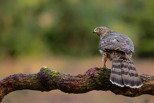 Northern Goshawk Juvenile Branch Diner Forest Noord Brabant Netherlands — Stock Photo, Image