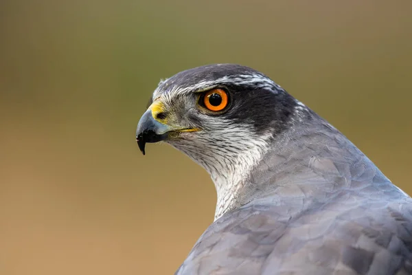 Severní Goshawský Portrét Lese Noord Brabant Nizozemsku — Stock fotografie