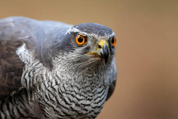 Severní Goshawský Portrét Lese Noord Brabant Nizozemsku — Stock fotografie