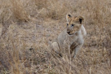 Güney Afrika'daki Kruger Milli Parkı'nda yağmurda oynayan aslan yavruları