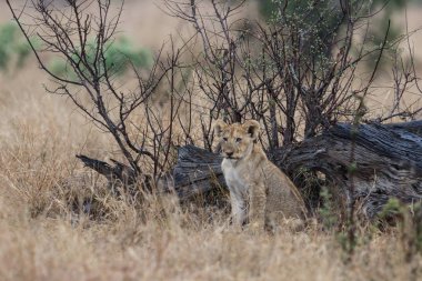 Güney Afrika'daki Kruger Milli Parkı'nda yağmurda oynayan aslan yavruları