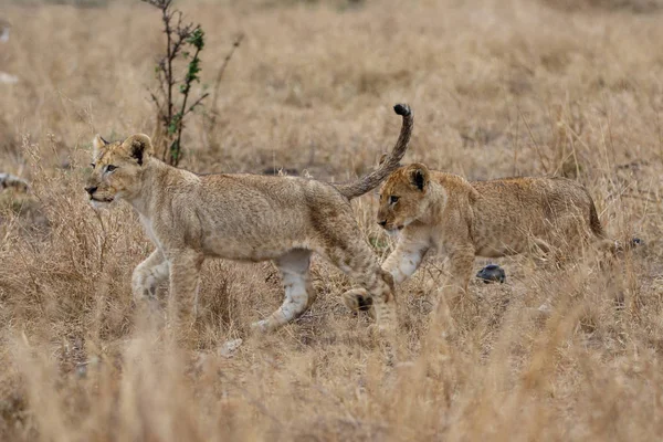 Lion Cubs Spelen Regen Kruger National Park Zuid Afrika — Stockfoto