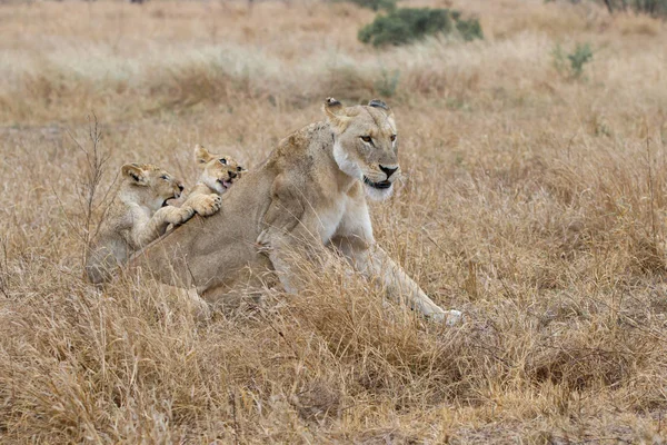 Filhotes Leão Brincando Com Mãe Chuva Parque Nacional Kruger África — Fotografia de Stock