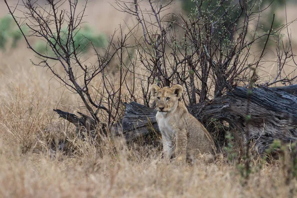 Güney Afrika'daki Kruger Milli Parkı'nda yağmurda oynayan aslan yavruları