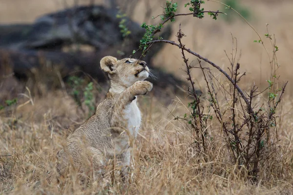 Cuccioli Leone Che Giocano Sotto Pioggia Nel Kruger National Park — Foto Stock