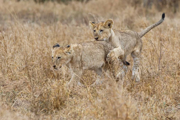 Cachorros Leones Jugando Bajo Lluvia Parque Nacional Kruger Sudáfrica —  Fotos de Stock