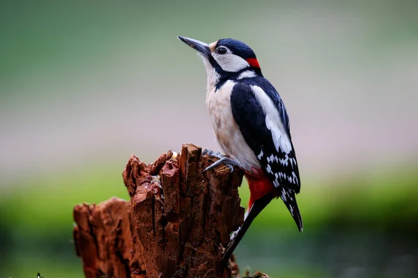 Great Spotted Woodpecker Brach Forest Netherlands — Stock Photo, Image