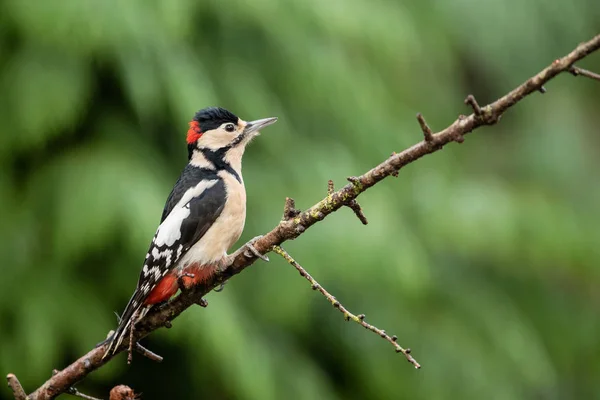 Great Spotted Woodpecker Brach Forest Netherlands — Stock Photo, Image