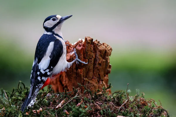 Great Spotted Woodpecker Brach Forest Netherlands — Stock Photo, Image