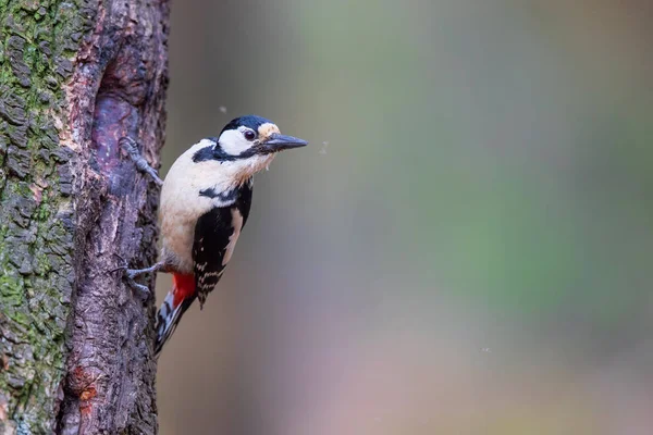 Great Spotted Woodpecker Tree Forest Netherlands — Stock Photo, Image