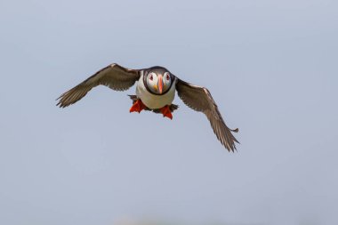 Atlantik Puffin İngiltere'de Kuzey Waest İngiltere'de Farne Adaları uçan