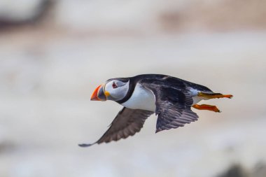 Atlantik Puffin İngiltere'de Kuzey Waest İngiltere'de Farne Adaları uçan