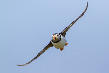 Atlantik Puffin İngiltere'de Kuzey Waest İngiltere'de Farne Adaları uçan