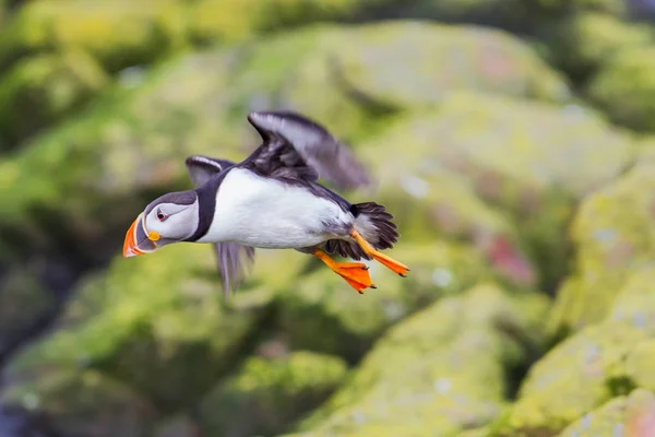 Atlantic Puffin Voando Nas Ilhas Farne North Waest Inglaterra Reino — Fotografia de Stock