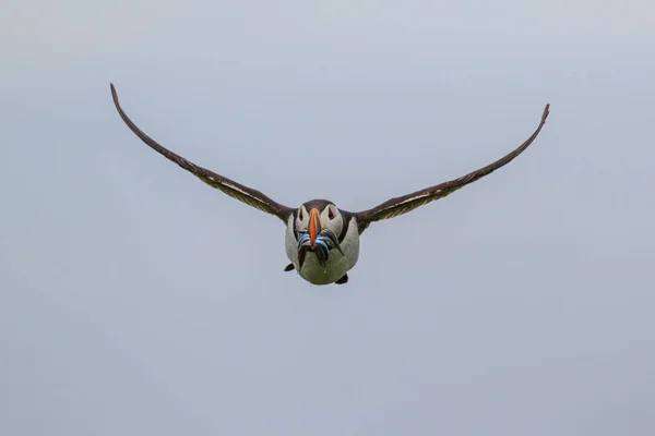 Atlantic Puffin flying with Sand Eel in his beak at the Farne Islands in North Waest England in the United Kingdom