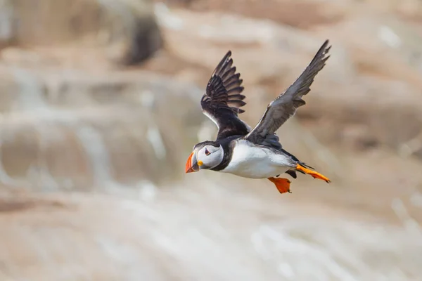 Atlantic Puffin Voando Nas Ilhas Farne North Waest Inglaterra Reino — Fotografia de Stock