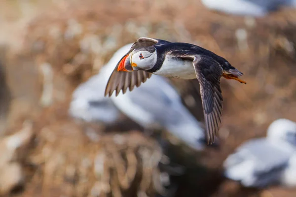 Atlantic Puffin Voando Nas Ilhas Farne North Waest Inglaterra Reino — Fotografia de Stock