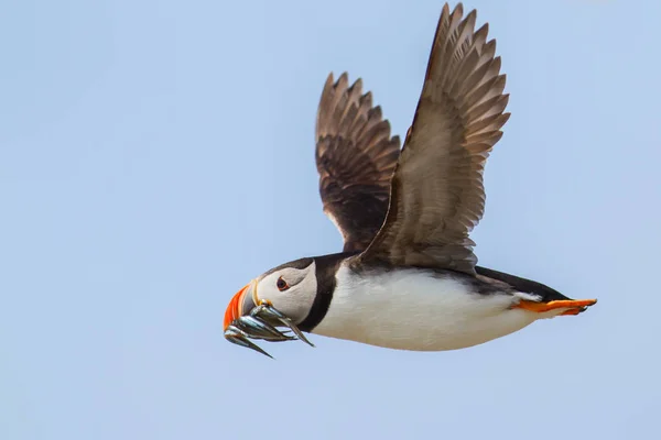 Atlantic Puffin flying with Sand Eel in his beak at the Farne Islands in North Waest England in the United Kingdom