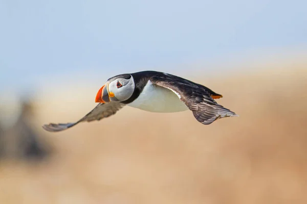 Atlantic Puffin Voando Nas Ilhas Farne North Waest Inglaterra Reino — Fotografia de Stock