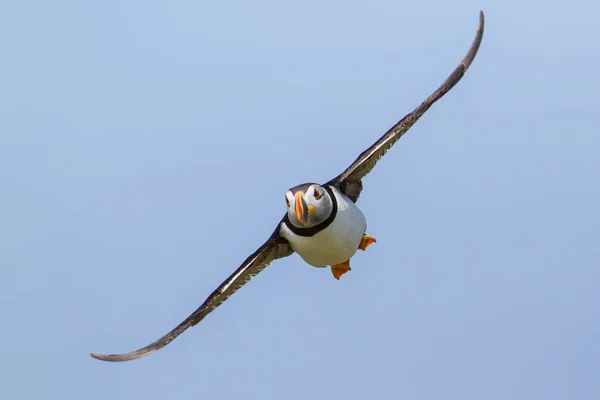 Atlantic Puffin Voando Nas Ilhas Farne North Waest Inglaterra Reino — Fotografia de Stock