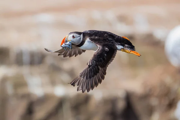 Atlantic Puffin flying with Sand Eel in his beak at the Farne Islands in North Waest England in the United Kingdom