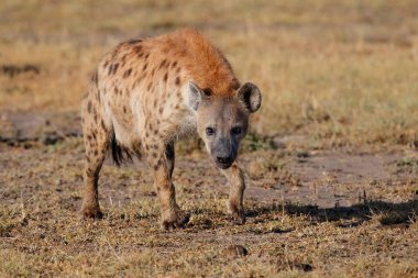 Kenya'daki Masai Mara Game Reserve'deki aslanlardan bir leşi ele geçirmek için bir görevde sırtlanlar