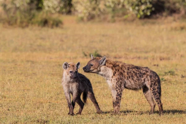 Láska Hyena Rezervaci Masai Mara Keni — Stock fotografie