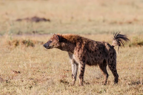 Hyeny Misi Která Převezme Tělo Lvů Rezervaci Masai Mara Keni — Stock fotografie