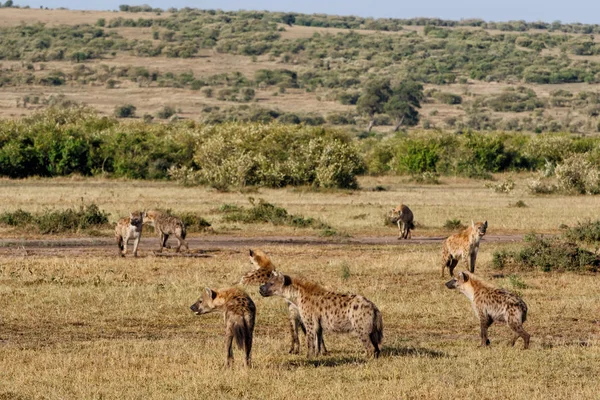 Hyeny Misi Která Převezme Tělo Lvů Rezervaci Masai Mara Keni — Stock fotografie