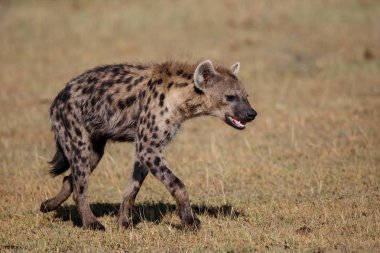 Kenya'daki Masai Mara Game Reserve'deki aslanlardan bir leşi ele geçirmek için bir görevde sırtlanlar