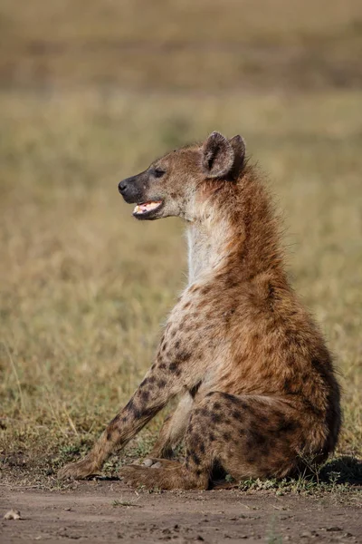 Engraçado Hiena Sentado Sua Bunda Masai Mara Game Reserve Quênia — Fotografia de Stock