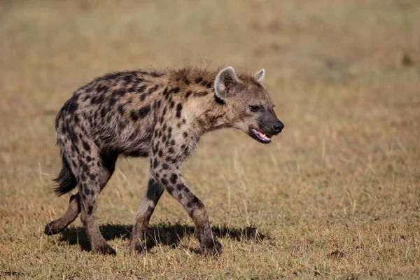 Hyeny Misi Která Převezme Tělo Lvů Rezervaci Masai Mara Keni — Stock fotografie