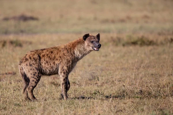 Hyeny Misi Která Převezme Tělo Lvů Rezervaci Masai Mara Keni — Stock fotografie