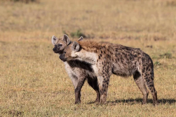 Láska Hyena Rezervaci Masai Mara Keni — Stock fotografie