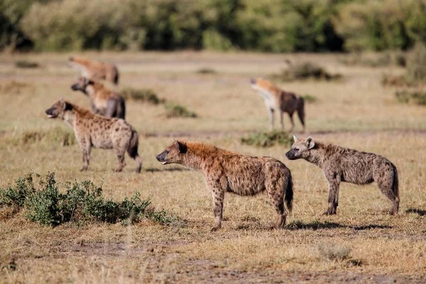 Kenya'daki Masai Mara Game Reserve'deki aslanlardan bir leşi ele geçirmek için bir görevde sırtlanlar