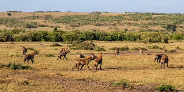 Hyeny Misi Která Převezme Tělo Lvů Rezervaci Masai Mara Keni — Stock fotografie